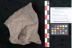 Foto (Objekt + Etikett) von Cinnamomum polymorphum Braun (NHMW-GEO-2024-0188-7997)